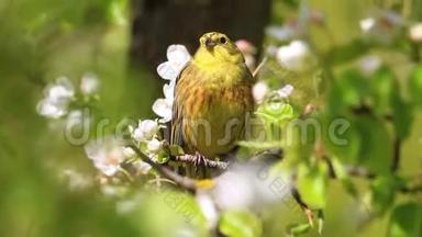 一只黄色美丽的鸟的春天之歌